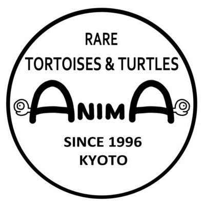 ANIMA | ANIMA
