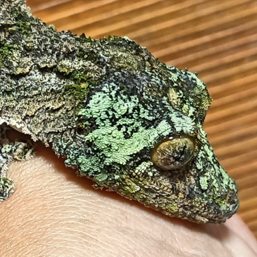 ヤマビタイヘラオヤモリ