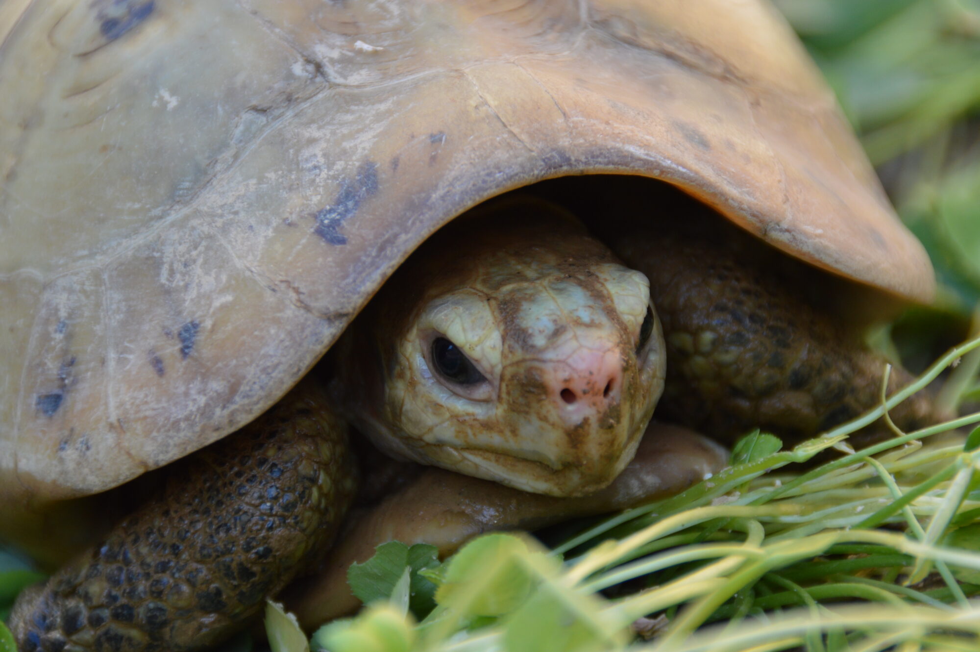 I.elongata.0010 ANIMA