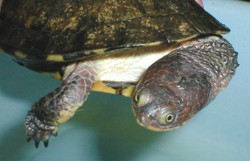 トゲモモヘビクビガメ