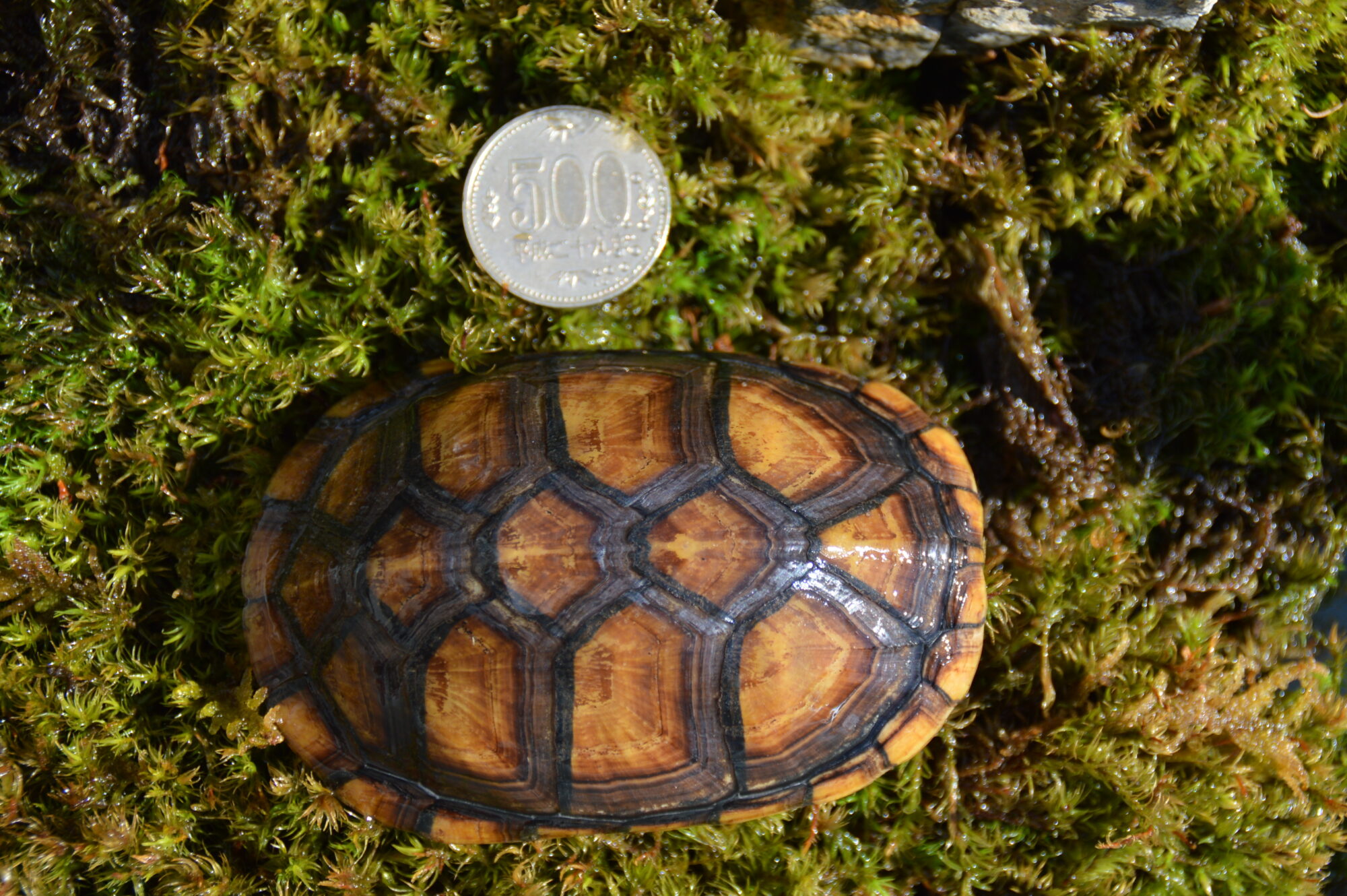 ミナミシロクチドロガメ sw00123 | ANIMA