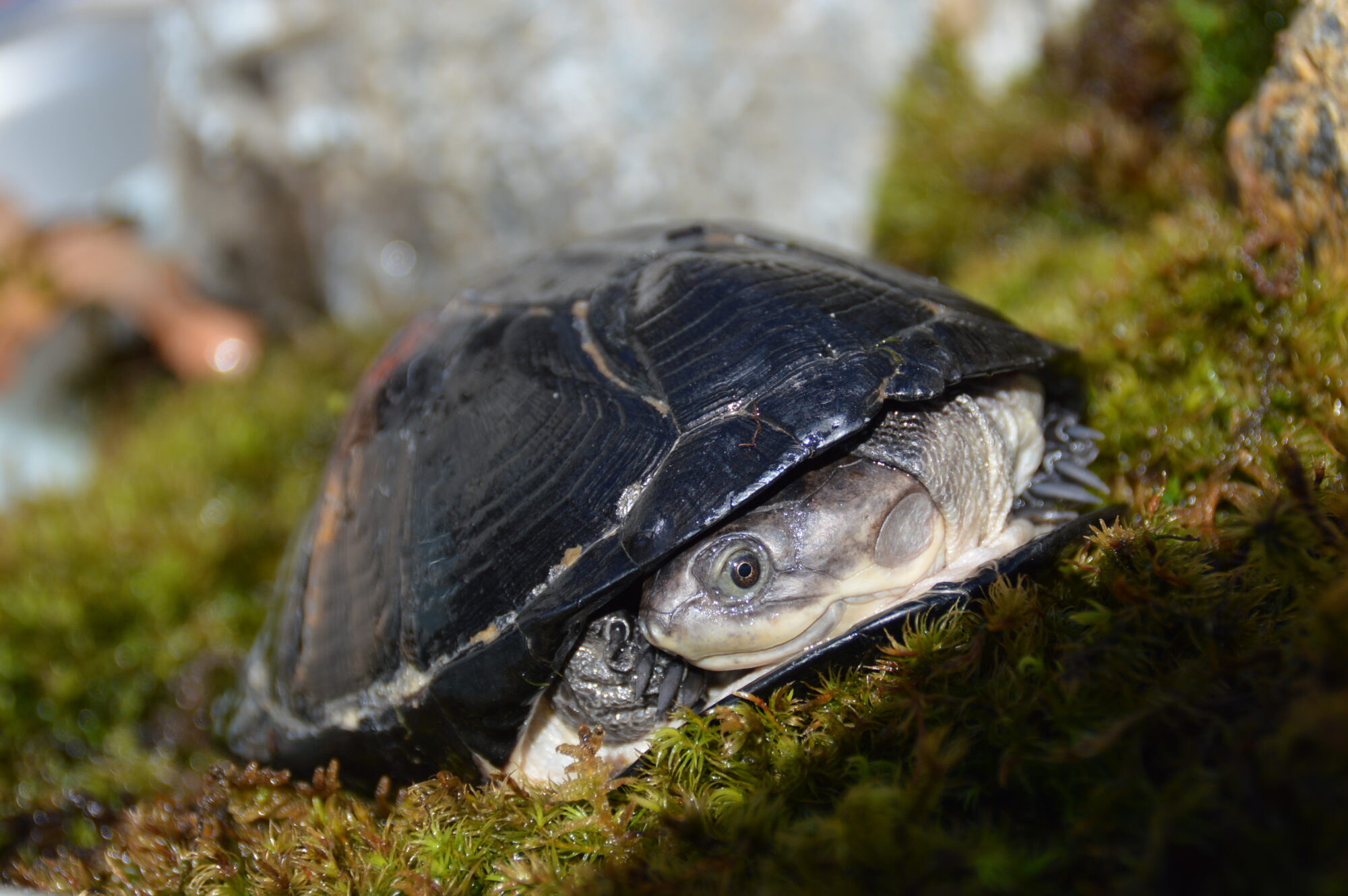 ヘンゲハコヨコクビガメ の ススメ