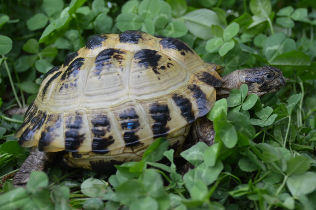 カザフスタンヨツユビリクガメ