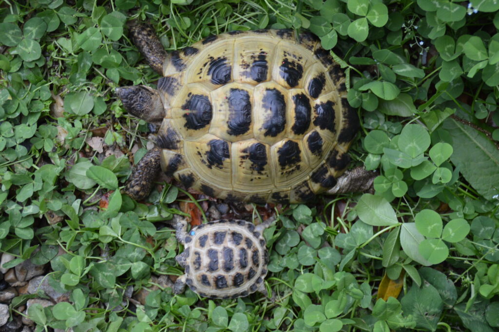 カザフスタンヨツユビリクガメ