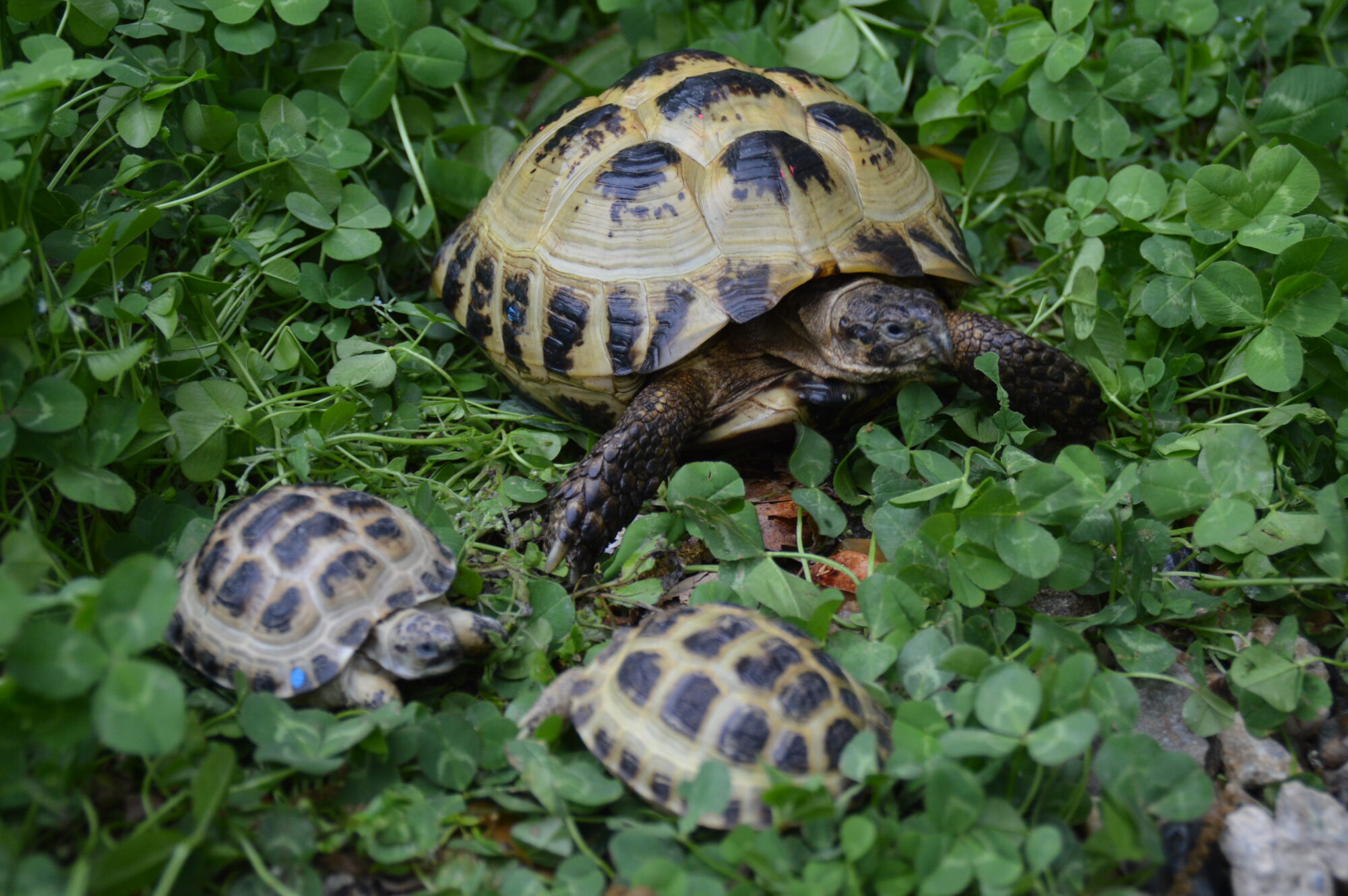 カザフスタンヨツユビリクガメ　h00623