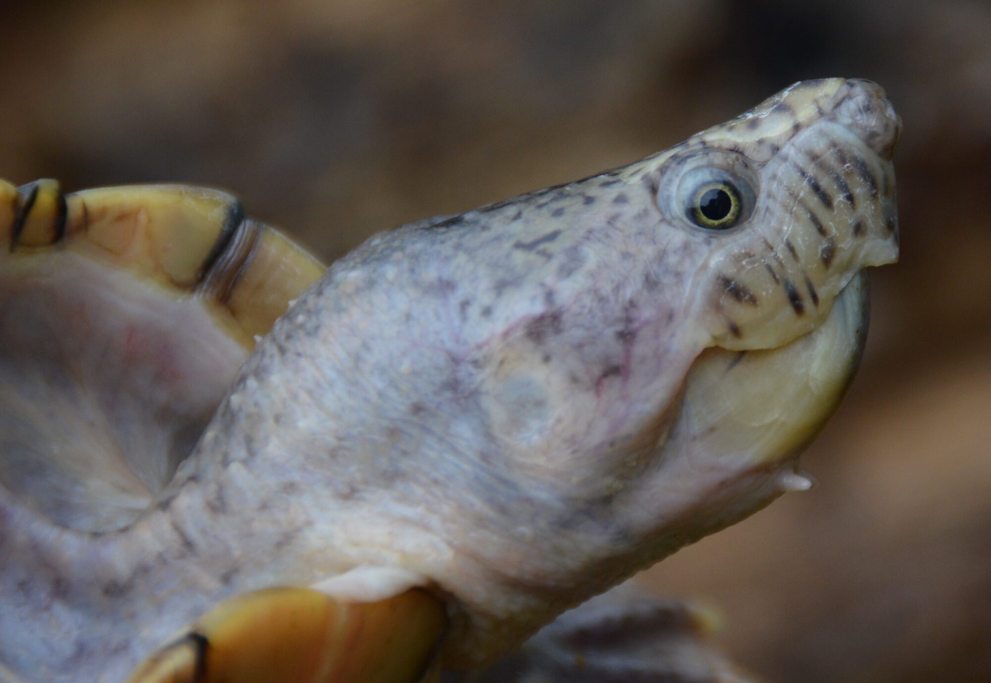 カブトニオイガメ　