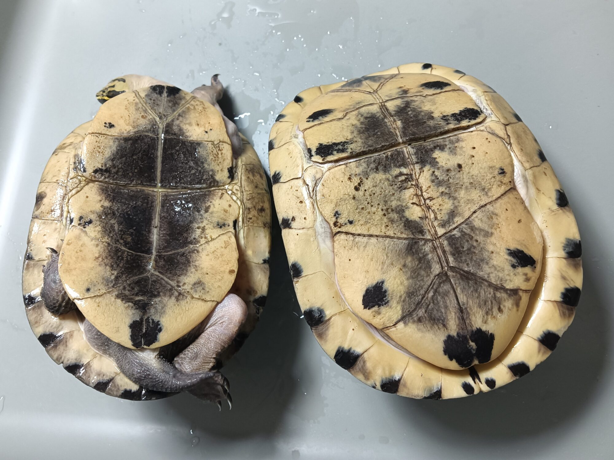 ハコガメ ミスジハコガメNo.2 | オーナーズフィッシュ