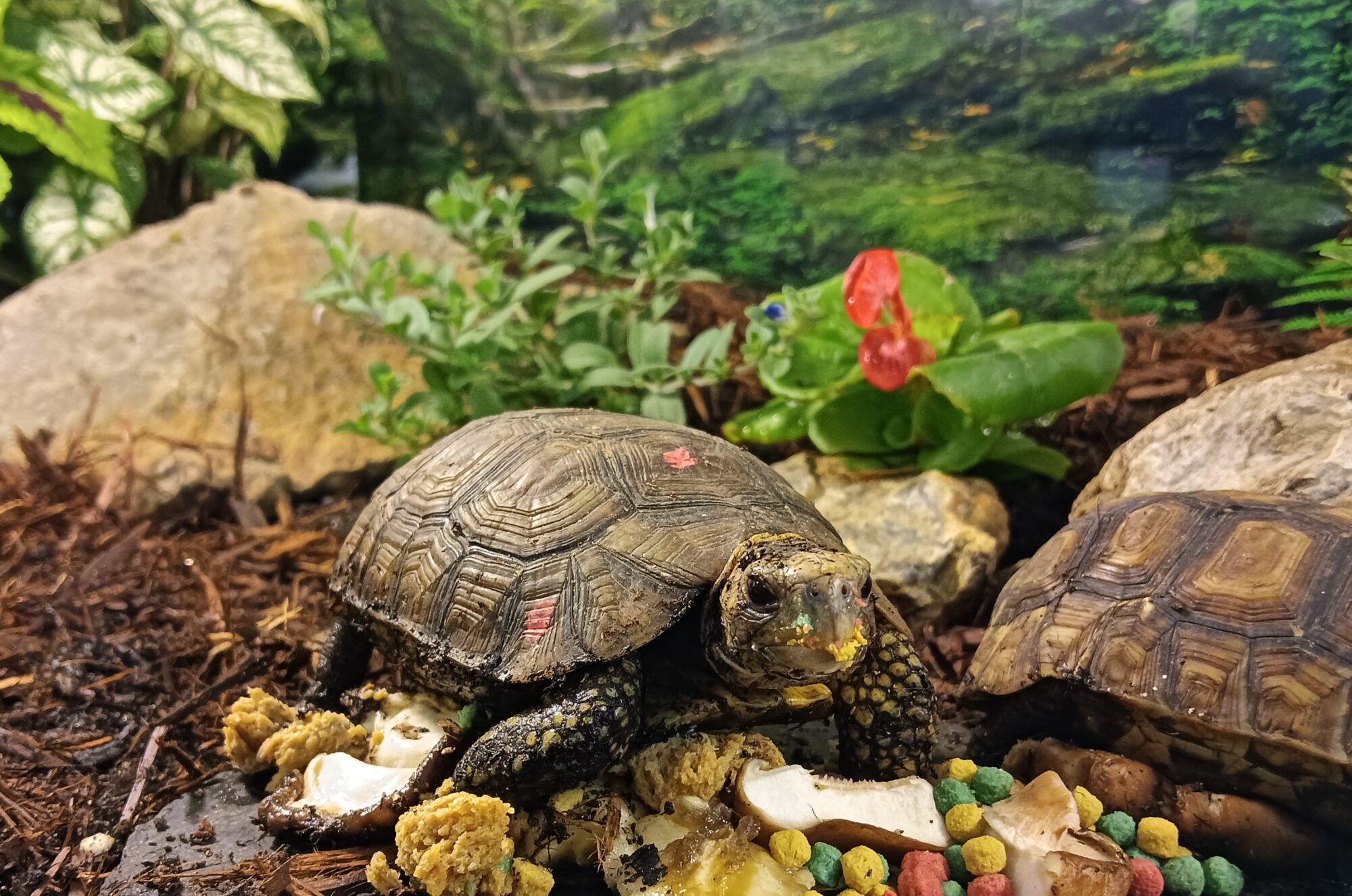 ニシベルセオレガメ