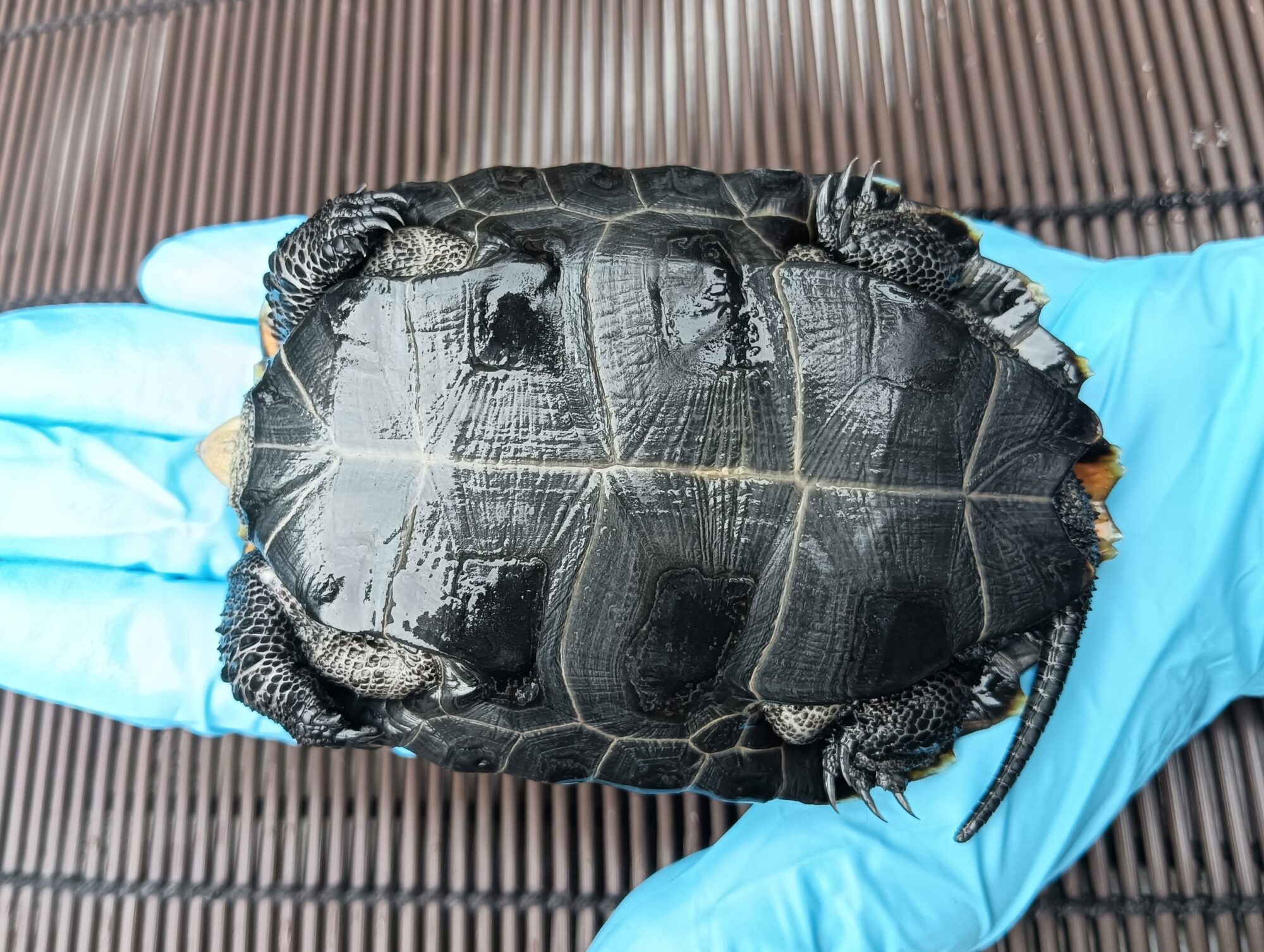 ニホンイシガメ mj00524 | ANIMA