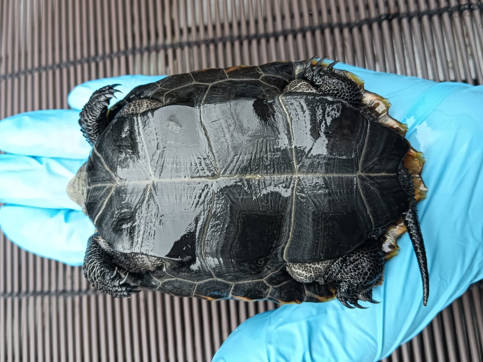 ニホンイシガメ mj00624 | ANIMA