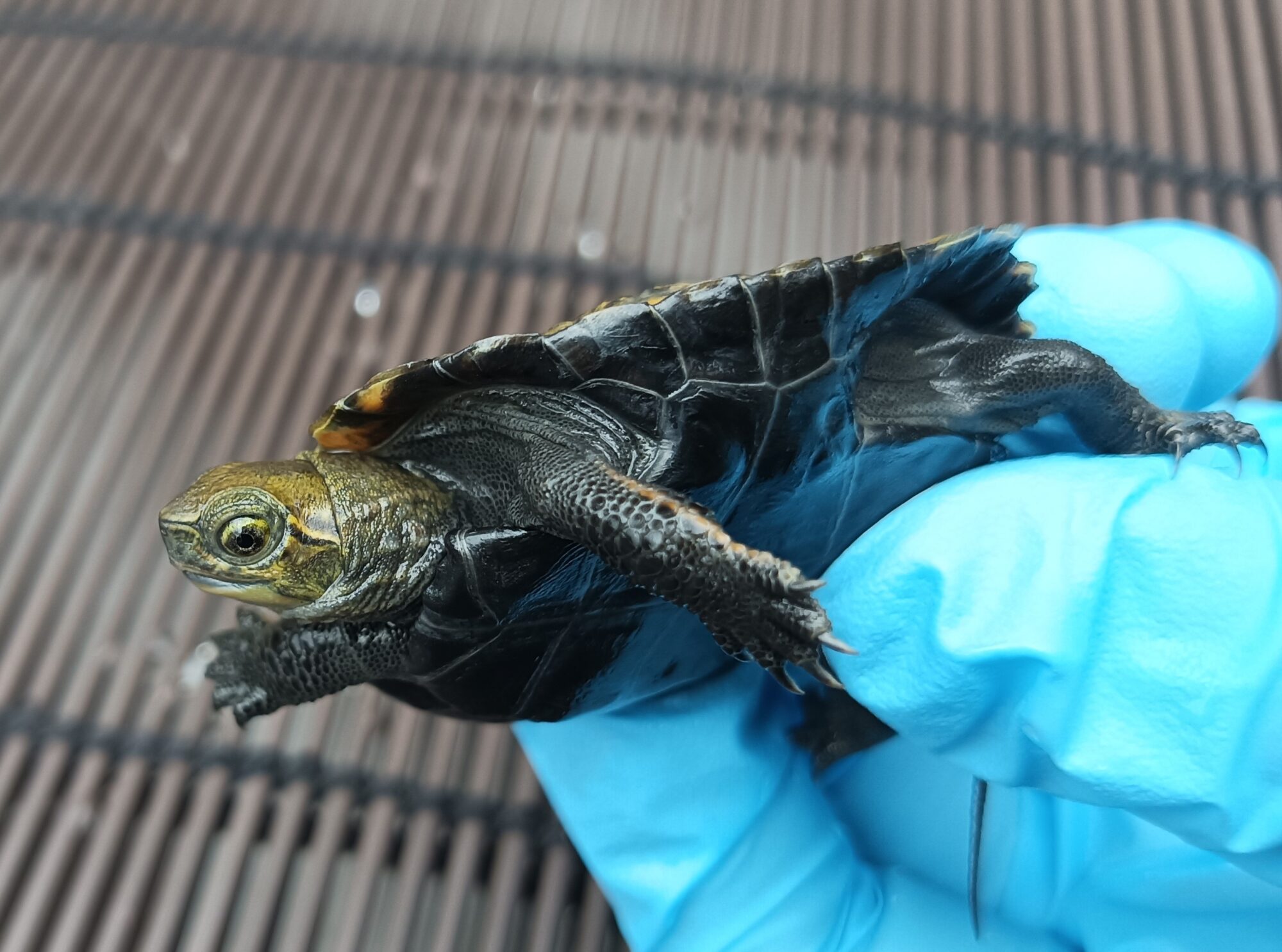 ミドリガメ様 Midori Komatsu マトリョーシカ ドッグ 5個セット(ドッグ)：オフィス