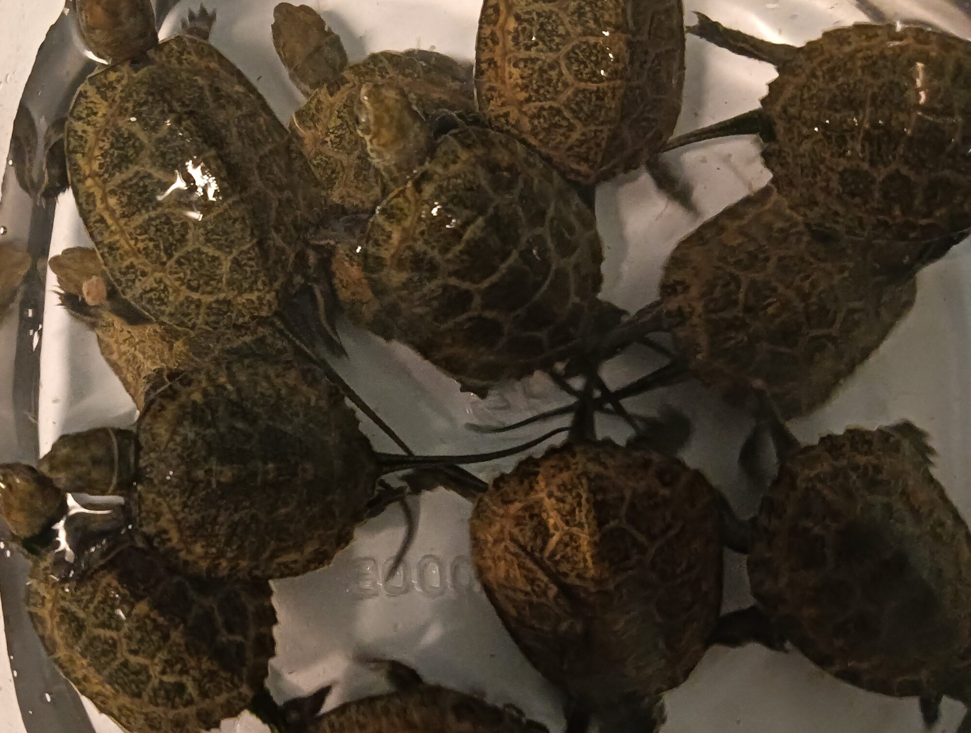 ニホンイシガメ