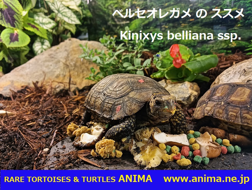 温室 の ススメ