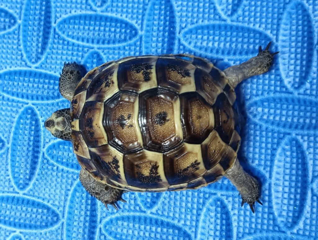 イベラギリシャリクガメ