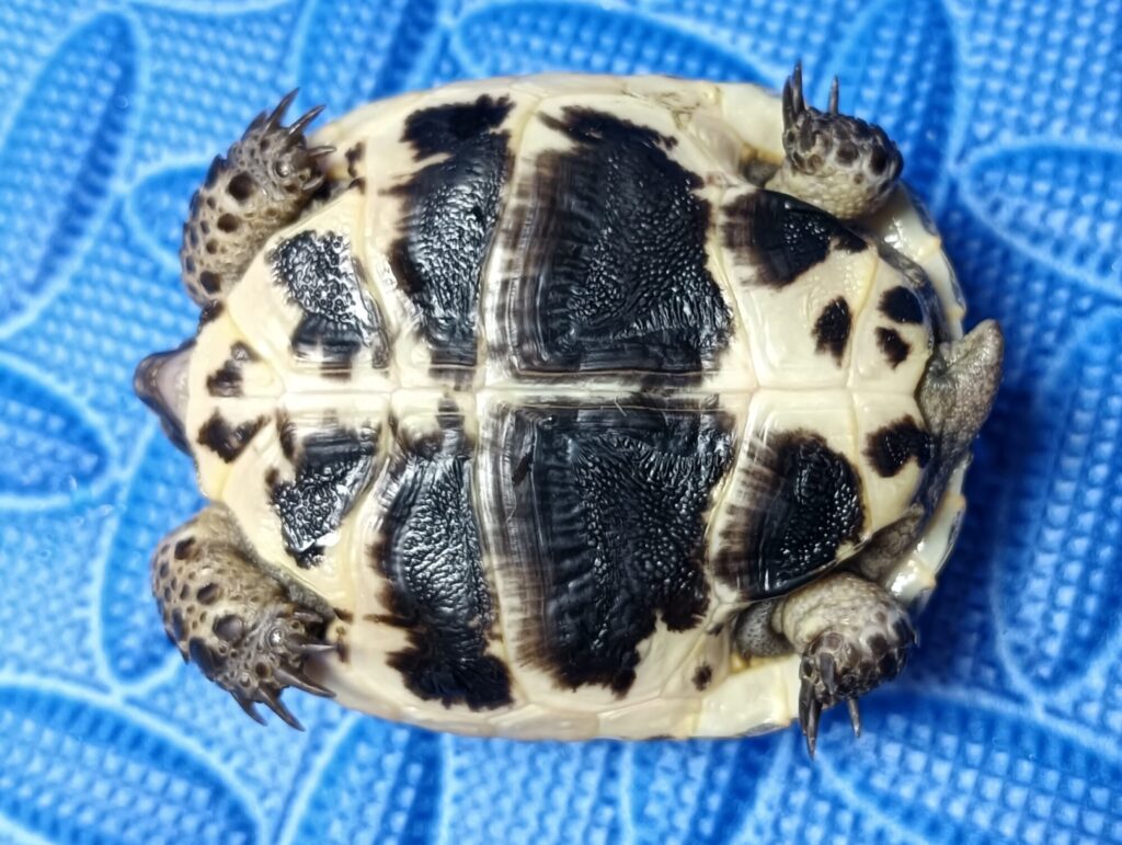 イベラギリシャリクガメ