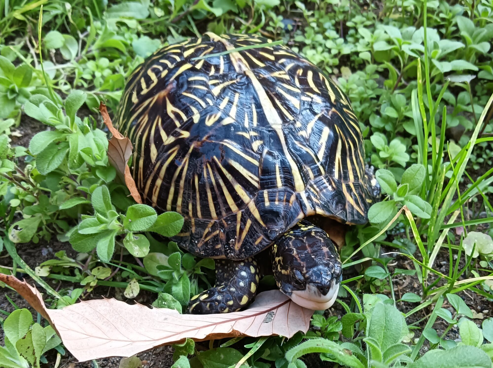 フロリダハコガメ