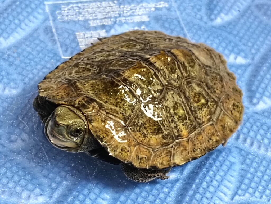 【みどりがめ】 楽天市場】スドー カメの砂Ca 1kg 砂利 底床 水棲カメ 関東