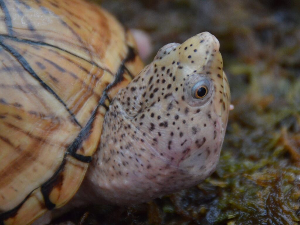 ヒメニオイガメ