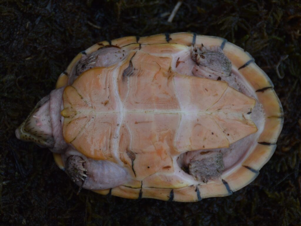 ヒメニオイガメ