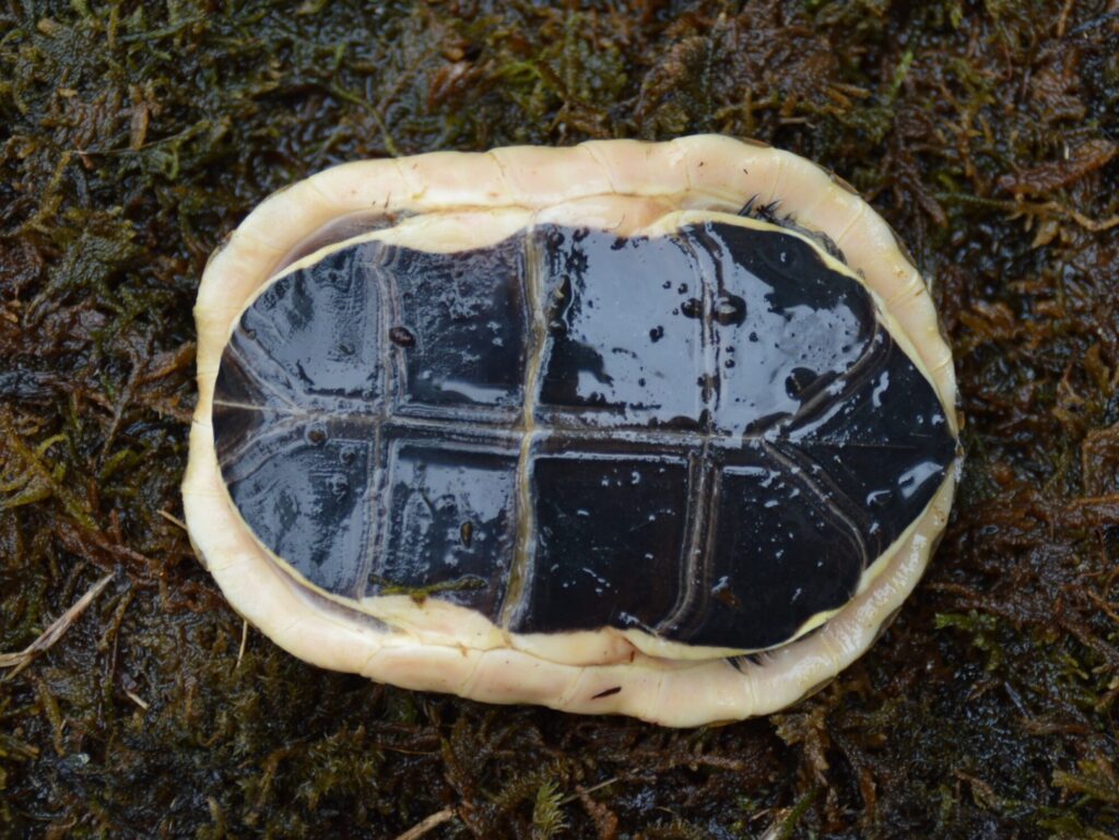 タイワンセマルハコガメ