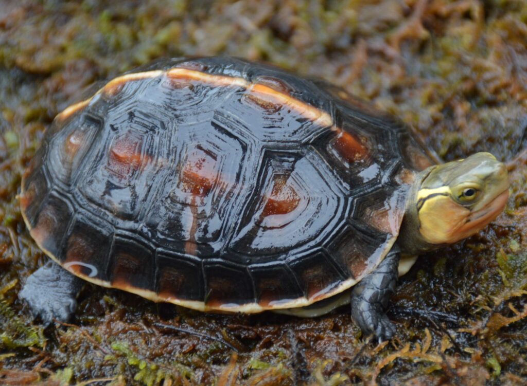 【カメ】 f00124_1-1024x751.jpg