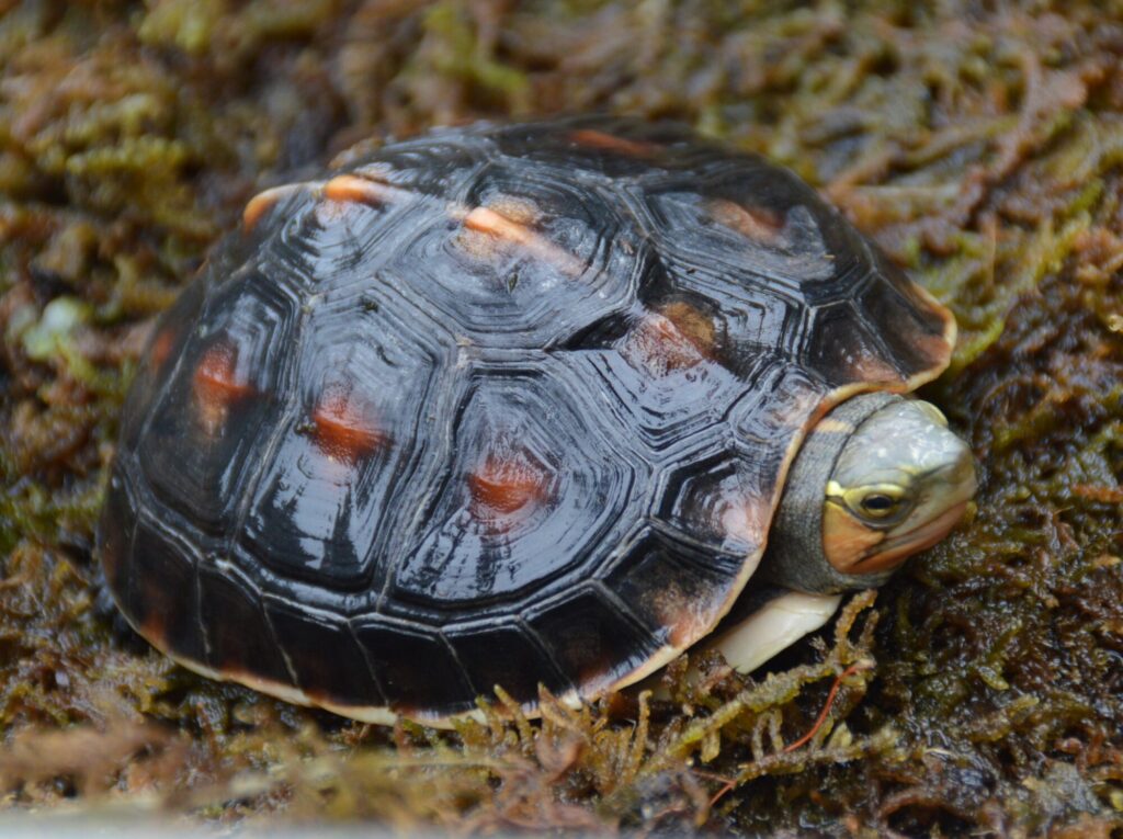 タイワンセマルハコガメ