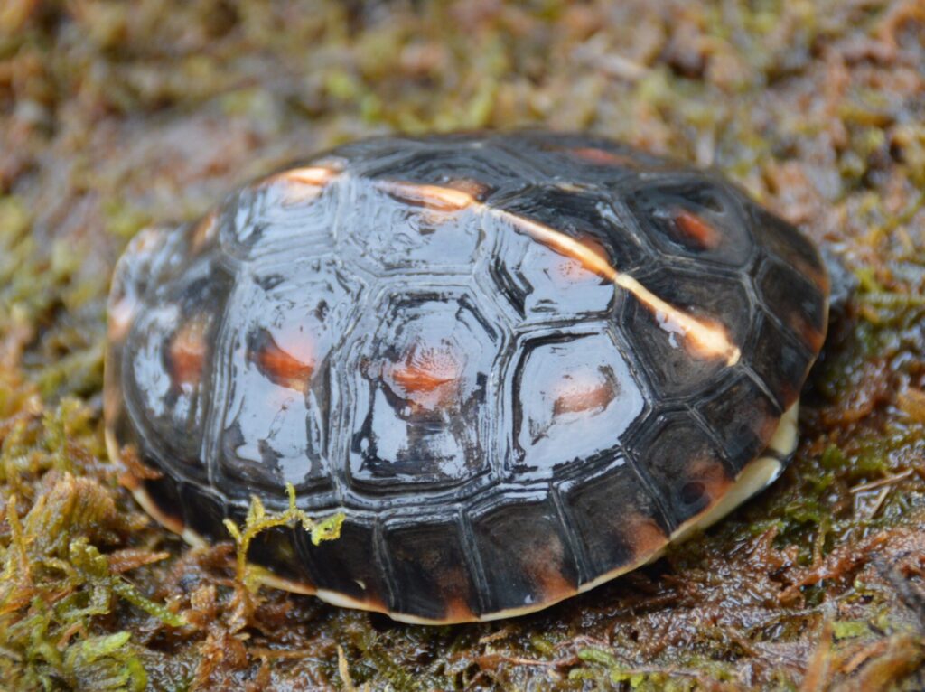 タイワンセマルハコガメ