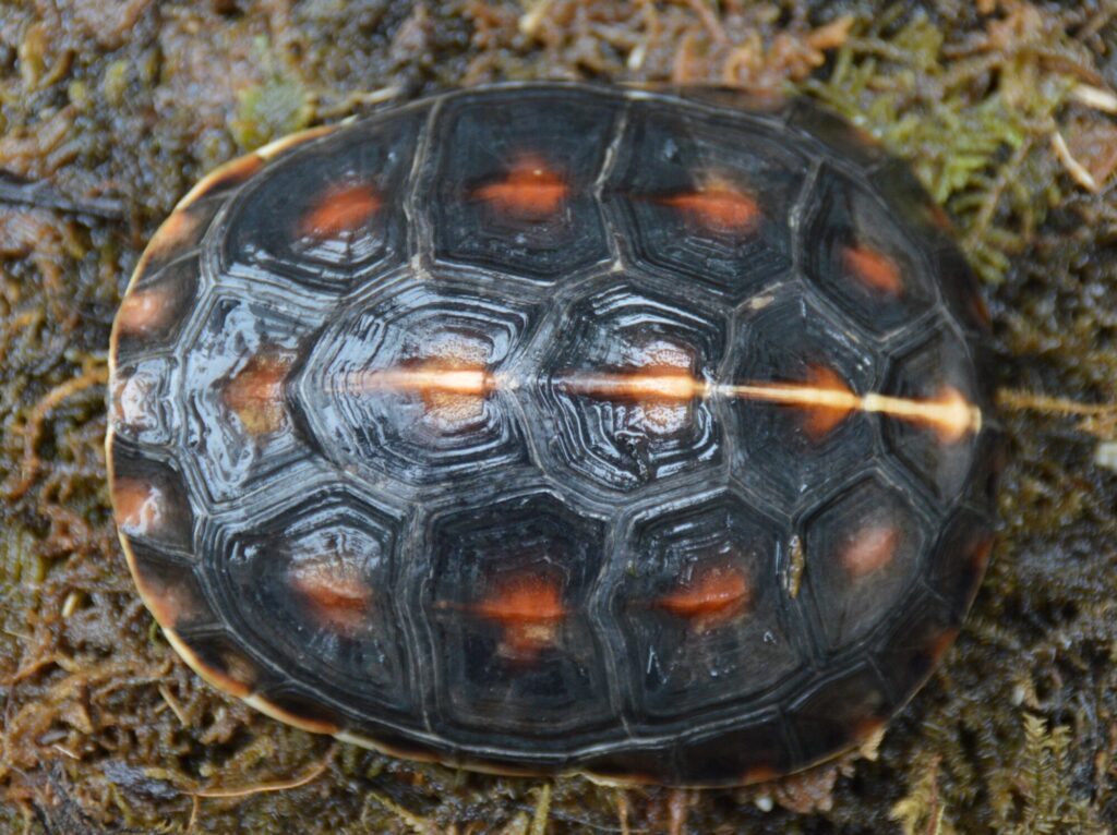 タイワンセマルハコガメ