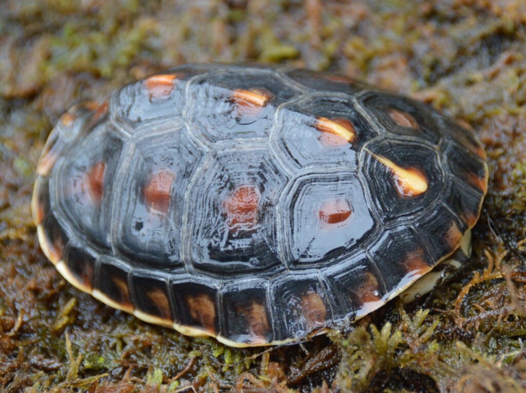 タイワンセマルハコガメ