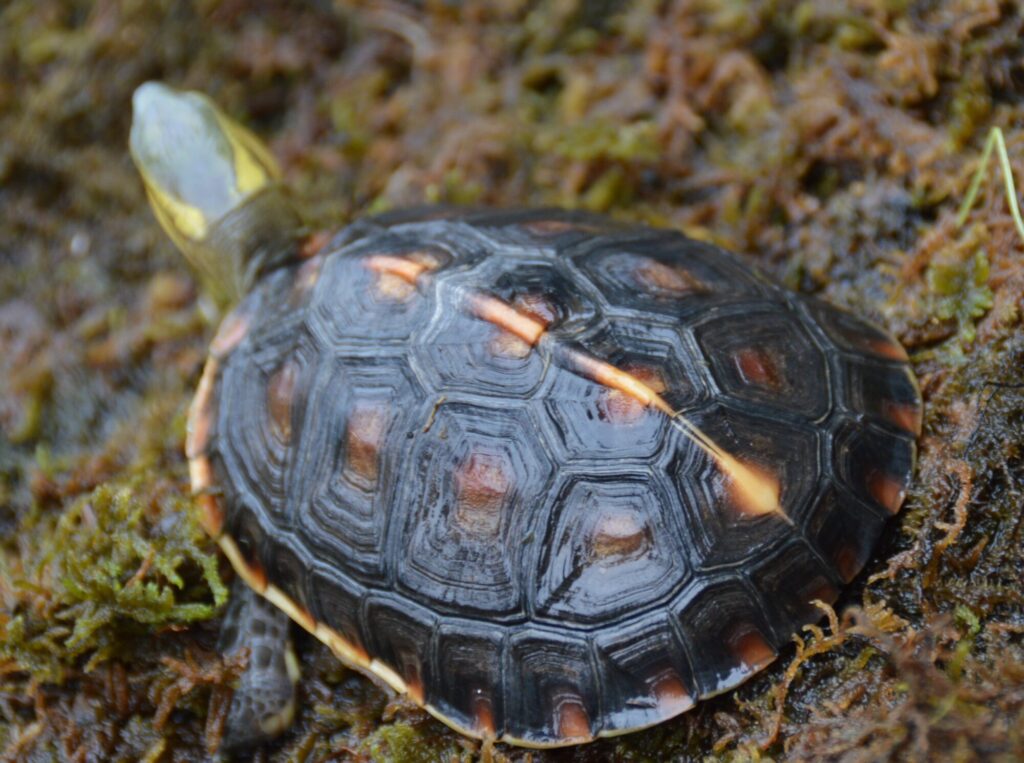 タイワンセマルハコガメ
