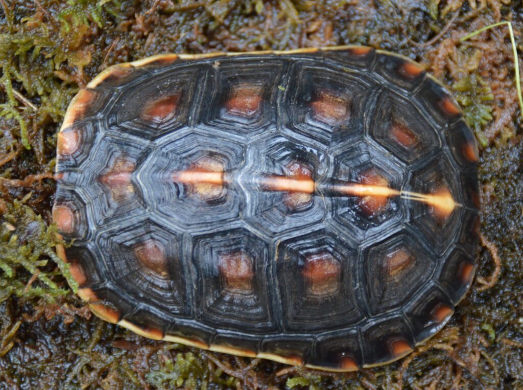タイワンセマルハコガメ