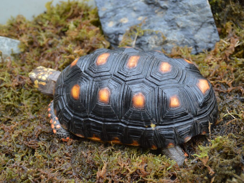 アカアシガメ