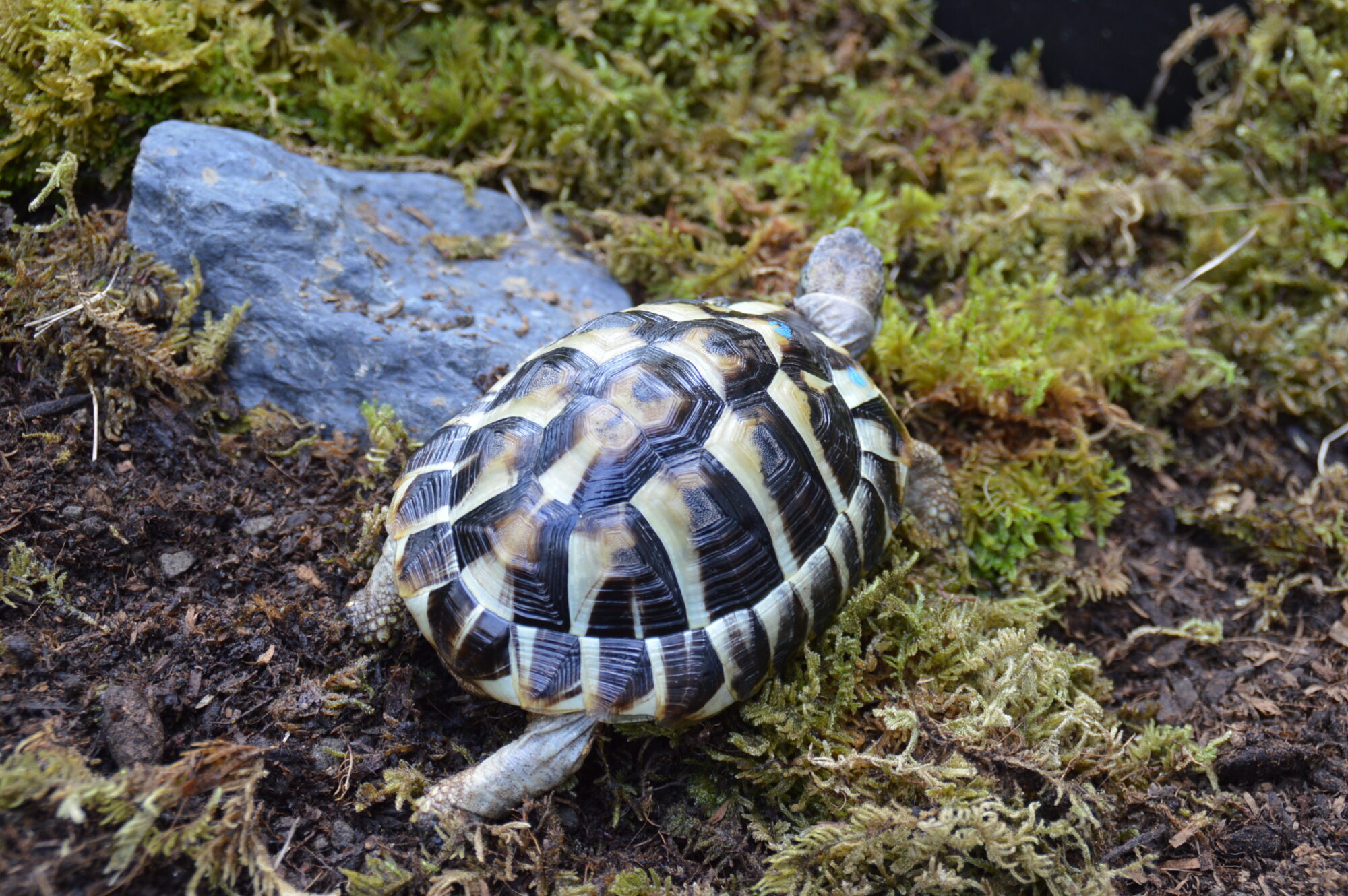 ヒガシヘルマンリクガメ（EUCB）b00123 | ANIMA