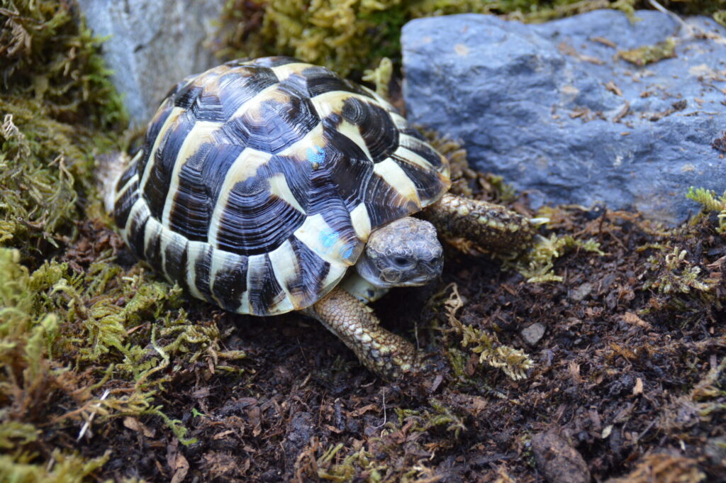 ヒガシヘルマンリクガメ（EUCB）b00123 | ANIMA