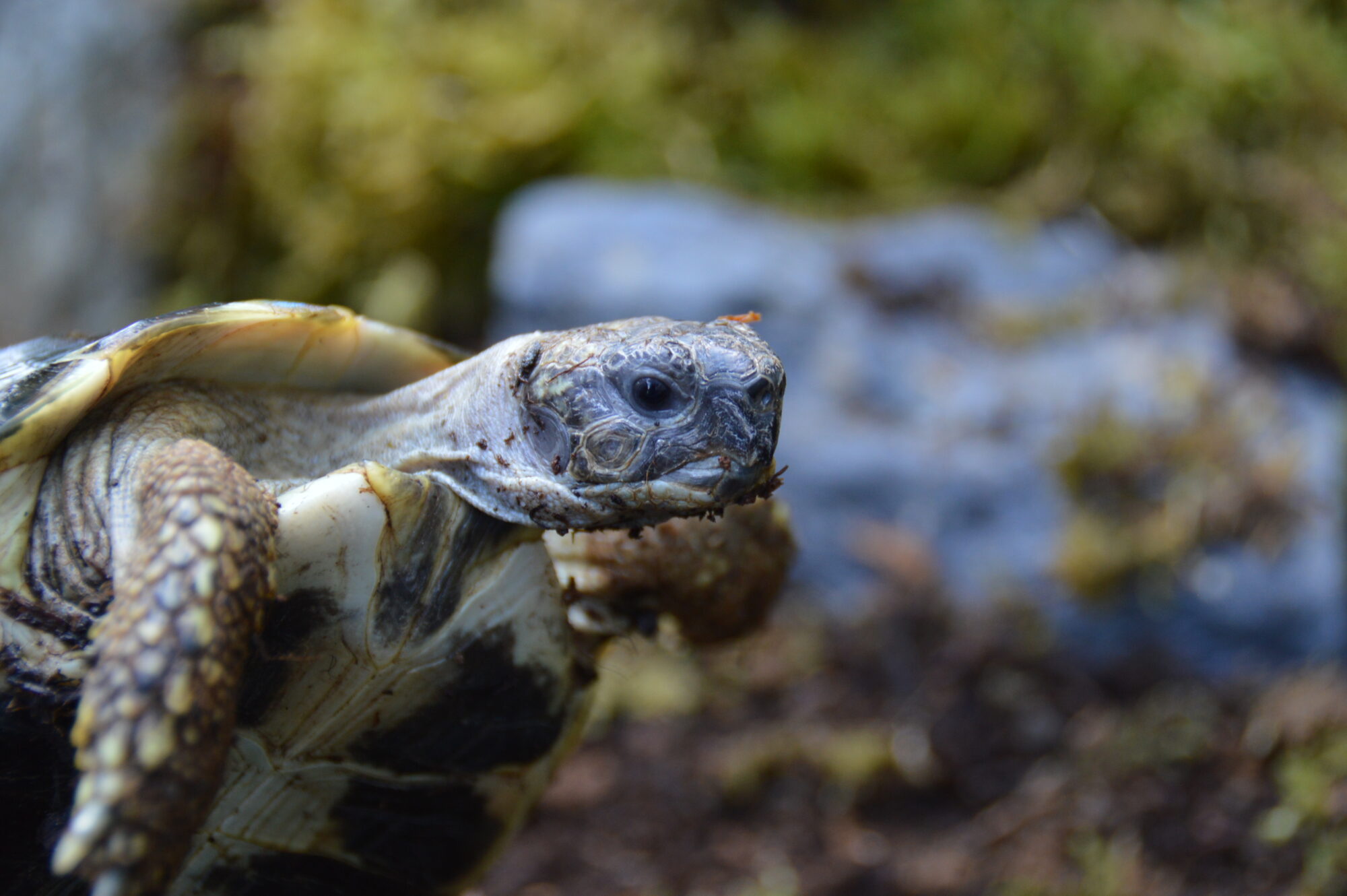 ヒガシヘルマンリクガメ（EUCB）b00123 | ANIMA