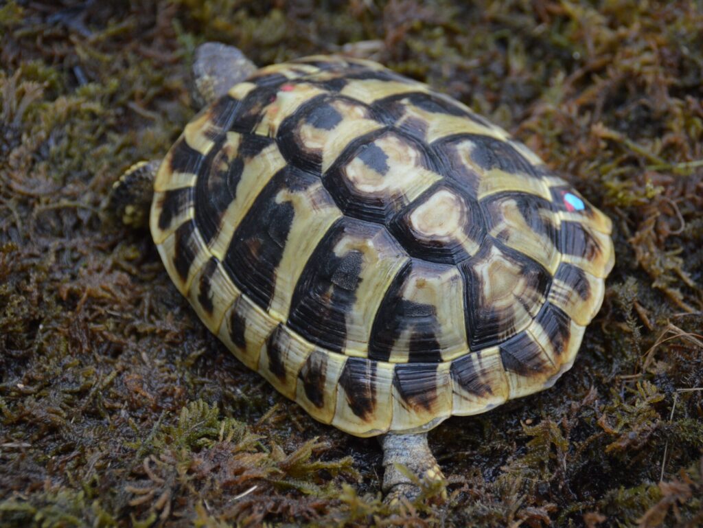 ヒガシヘルマンリクガメ