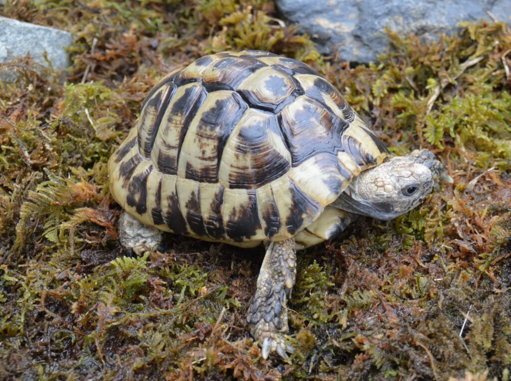 ダルマティアヘルマンリクガメ hd00124 | ANIMA