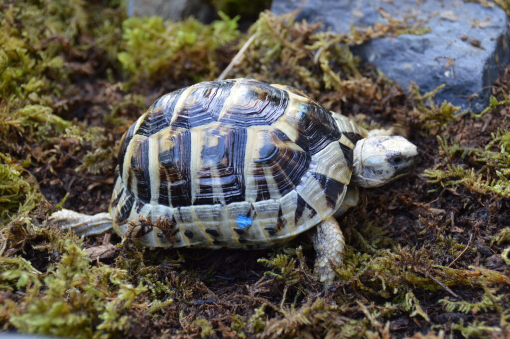 りくがめ s00523_1-1024x681.jpg