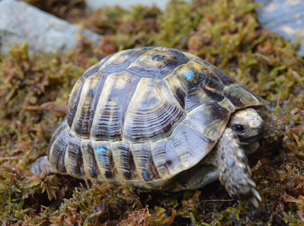 りくがめ オオフチゾリリクガメ リクガメ図鑑