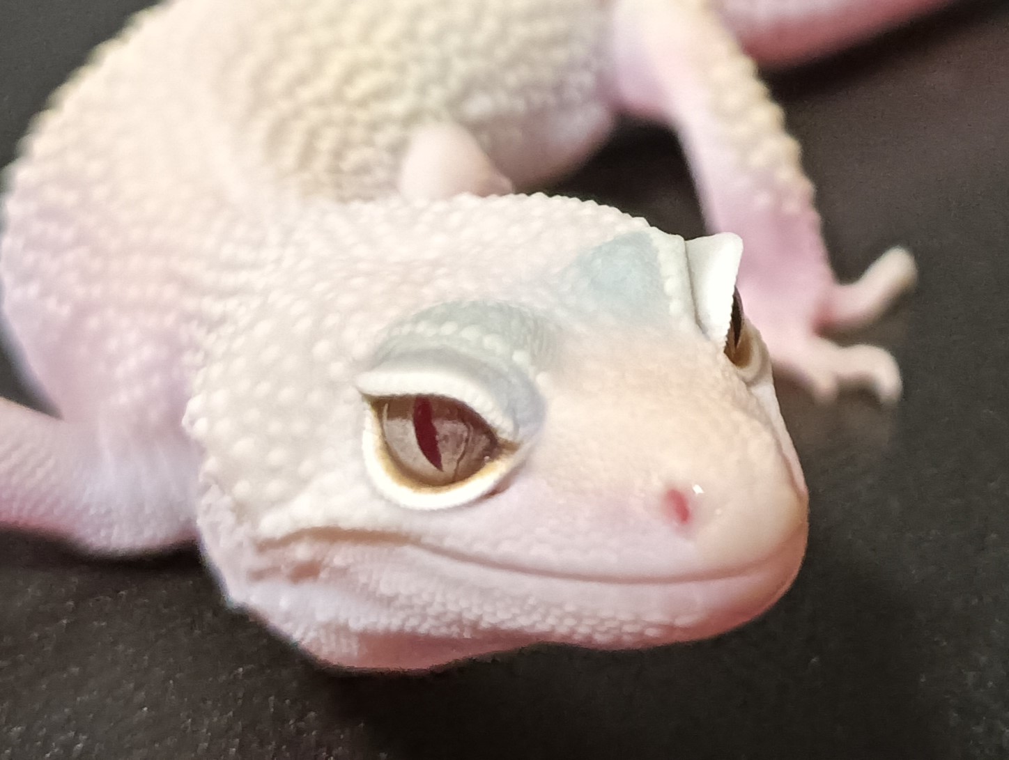 トカゲモドキ