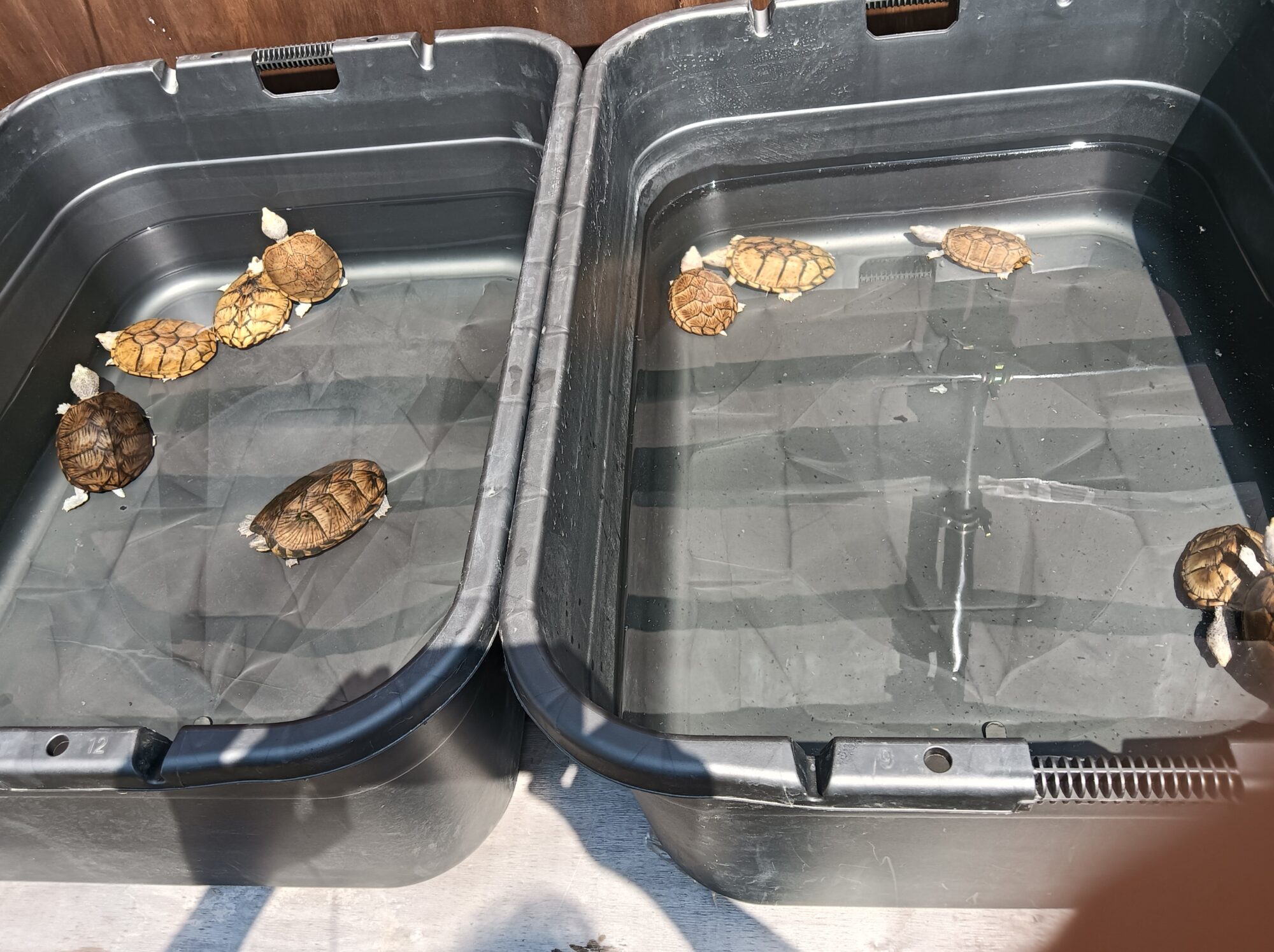 カブトニオイガメ