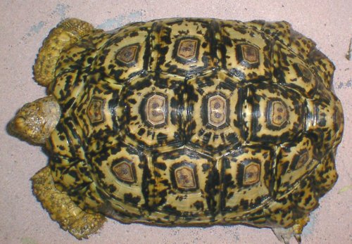 ヒョウモンガメ