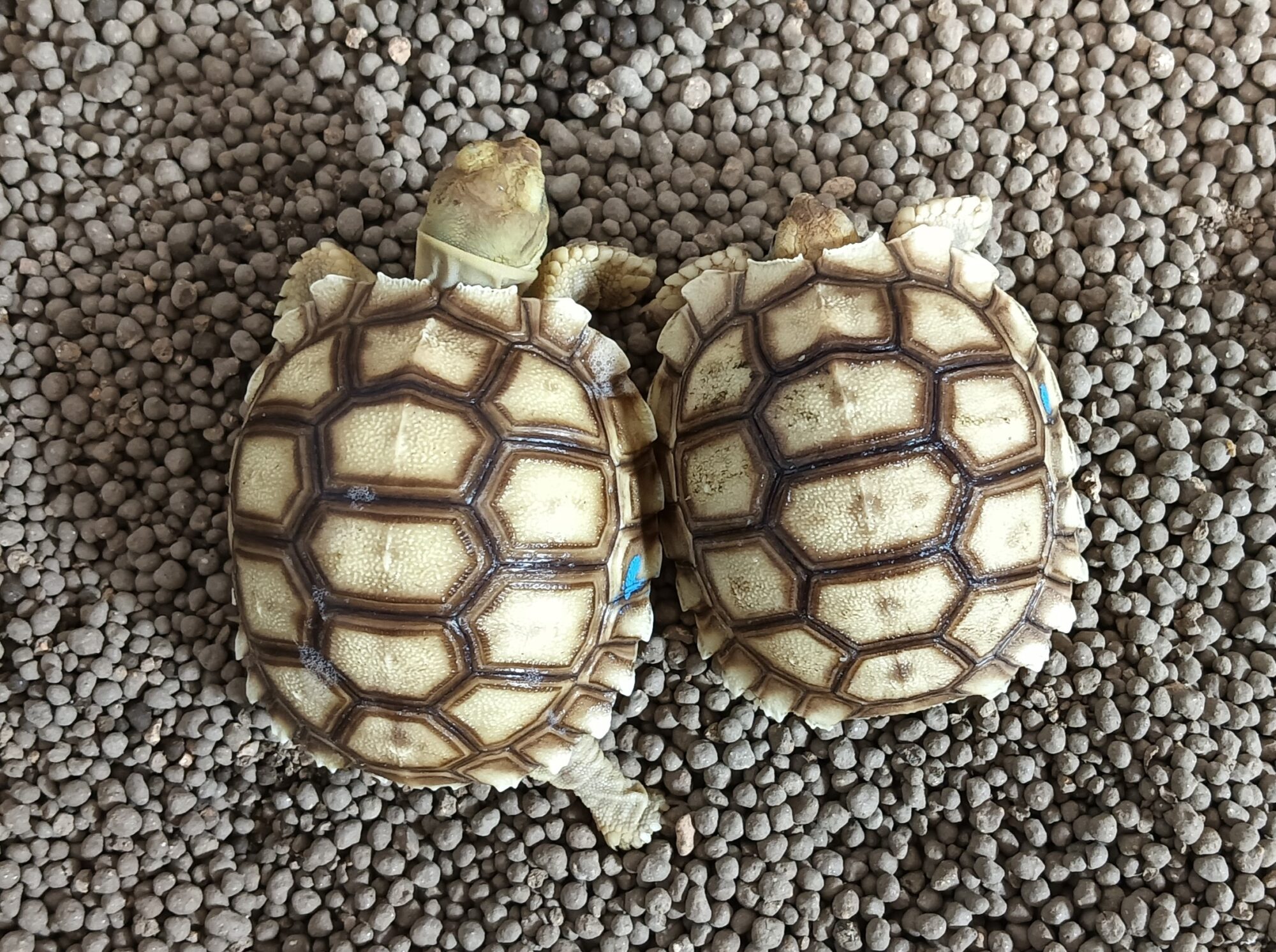 秋の予感 と 飼育ご相談