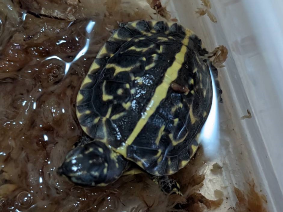 フロリダハコガメ