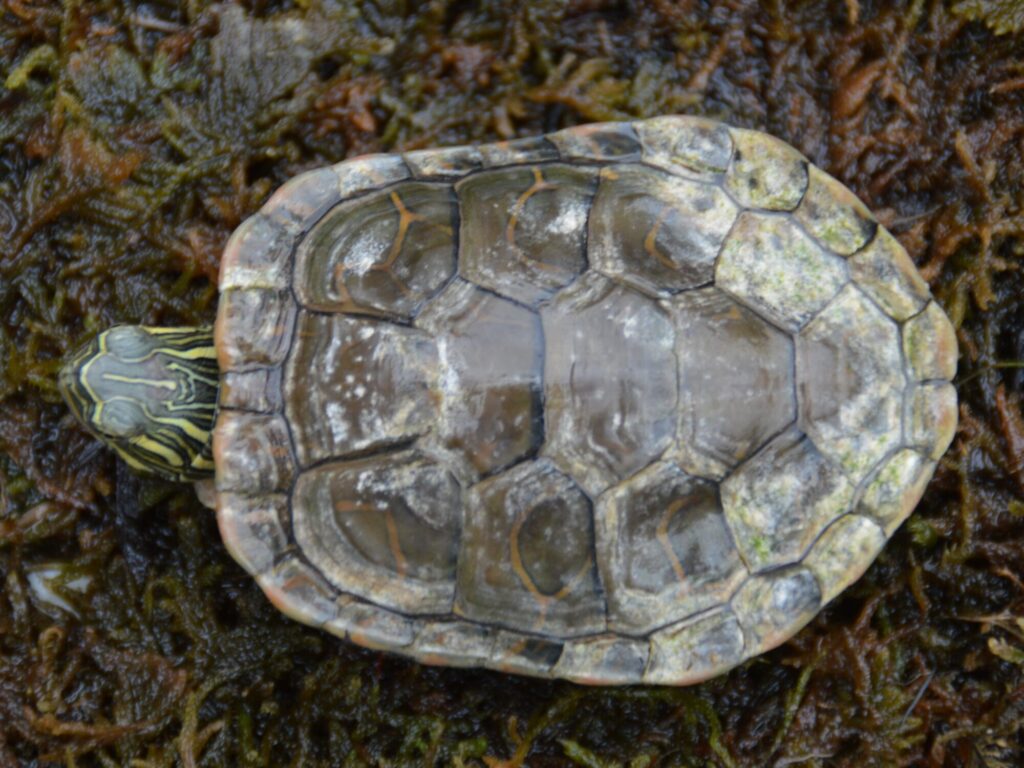 セイブニシキガメ