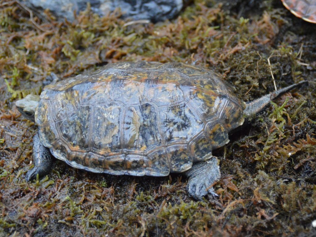 ニホンイシガメ