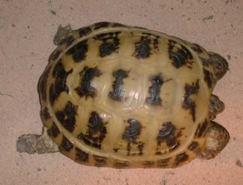 カザフスタンヨツユビリクガメ