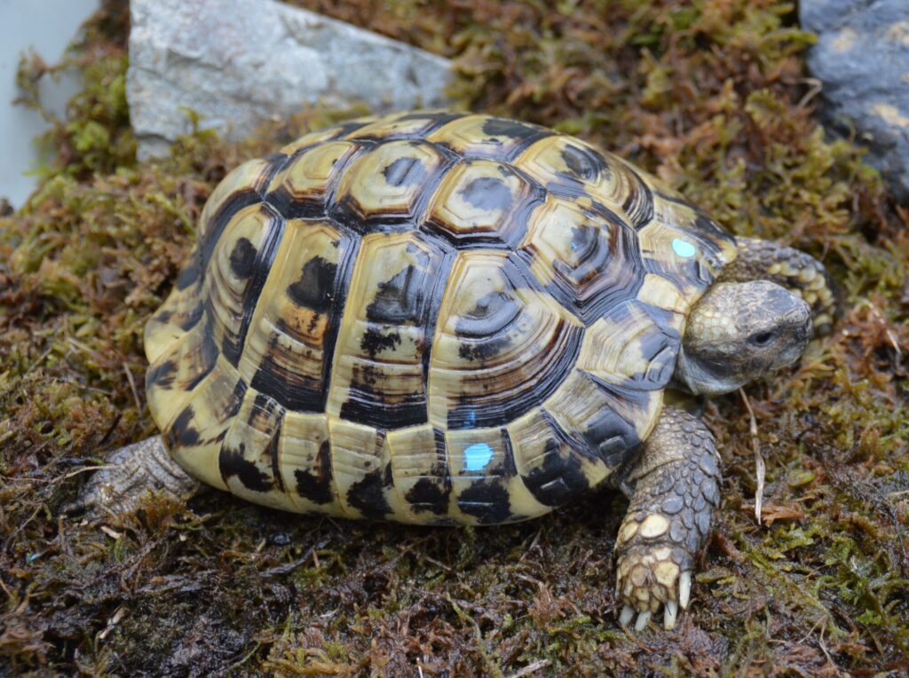 ヒガシヘルマンリクガメ