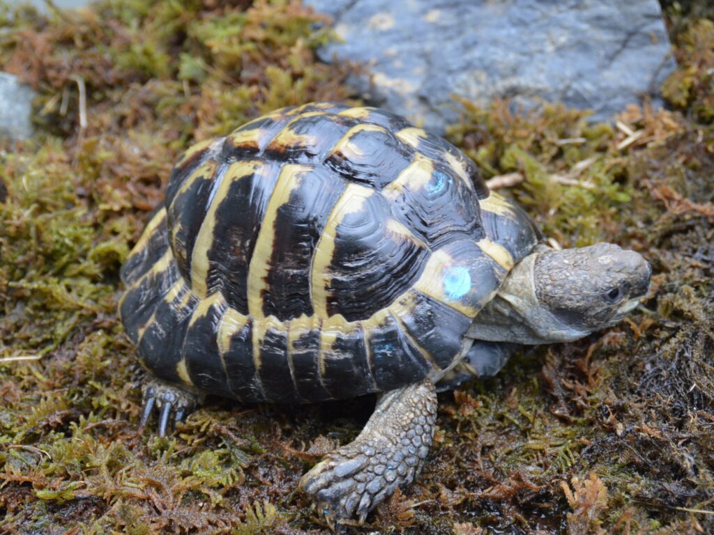 ニシヘルマンリクガメ hh00124 | ANIMA