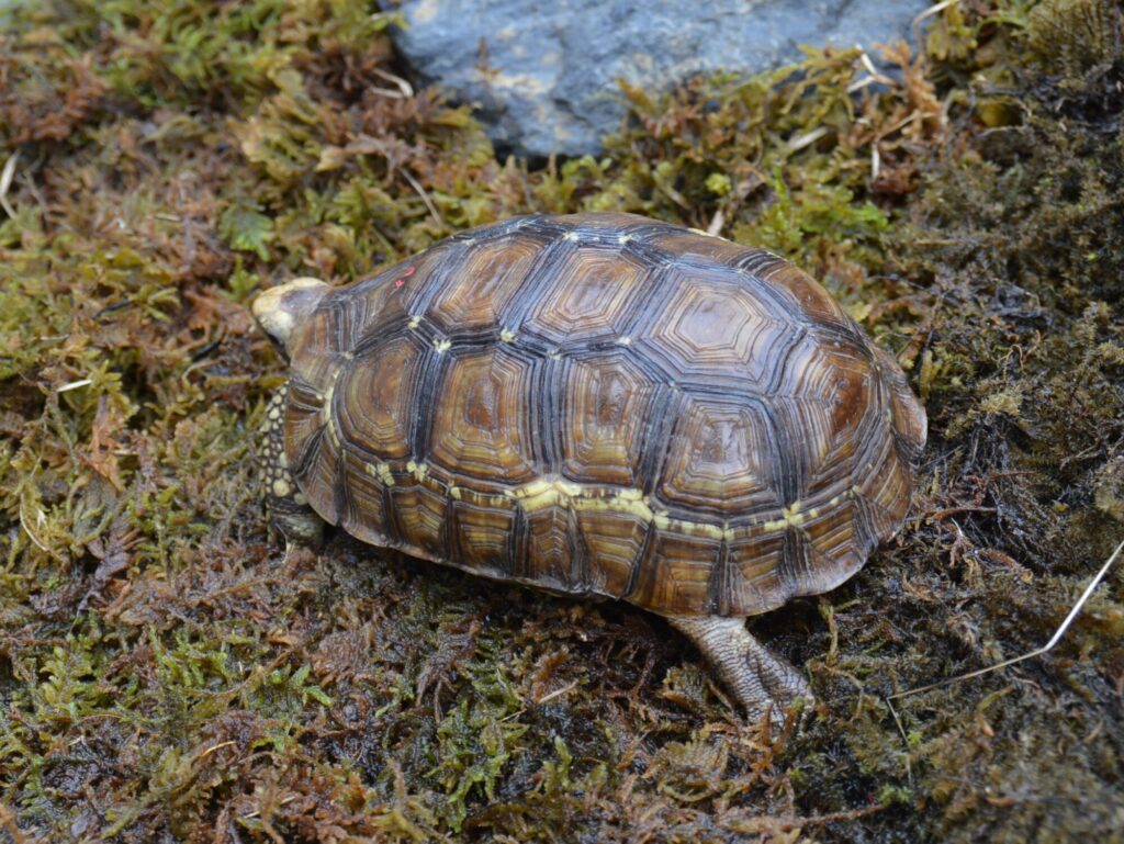 ニシベルセオレガメ